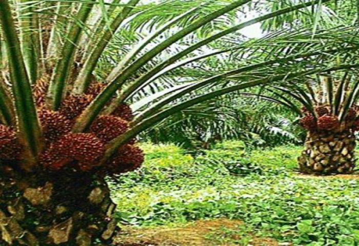 Kemendag Tetapkan Harga CPO di Oktober USD 740,09/MT